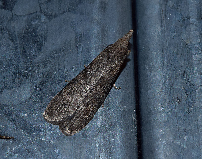 Dubbio su Lamoria anella, Pyralidae